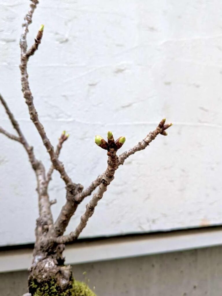 春分の日を迎えて